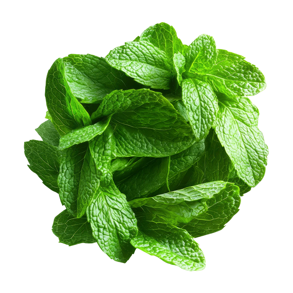 A bunch of fresh green mint leaves on a black background.